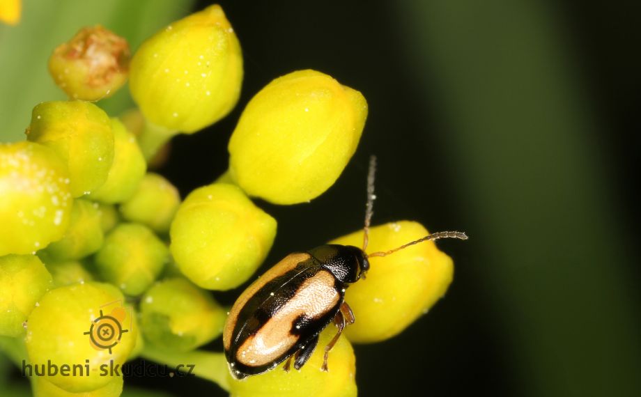 Dřepčík zelný Phyllotreta nemorum